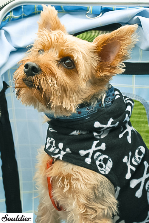 Souldier Custom Handmade Dog Collars at Chicago Anti-Cruelty Society's Bark In The Park 2012