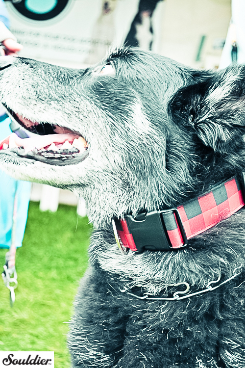 Souldier Custom Handmade Dog Collars at Chicago Anti-Cruelty Society's Bark In The Park 2012